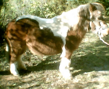 Photo de profil de shetann