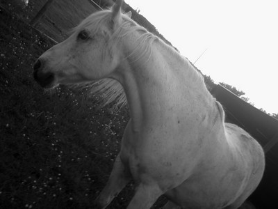 Photo de profil de valkyrie