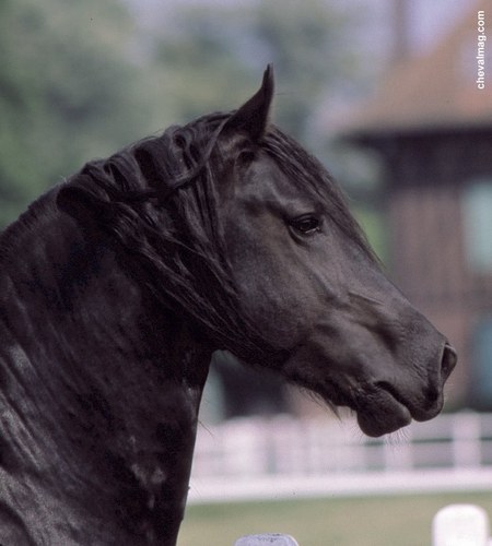 Photo de profil de diaboloetsuzann