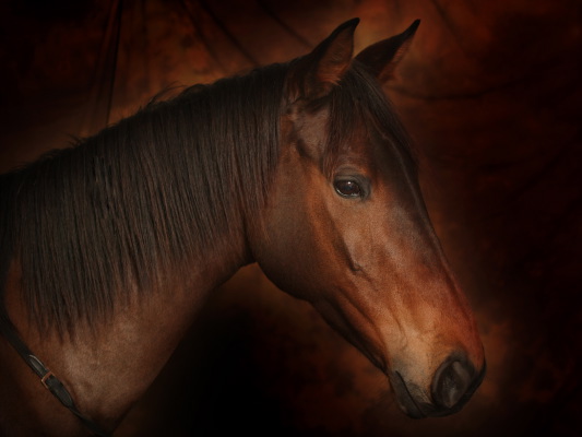 Photo de profil de elmo