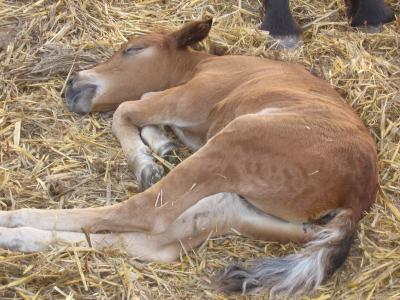 Photo de profil de horses_life