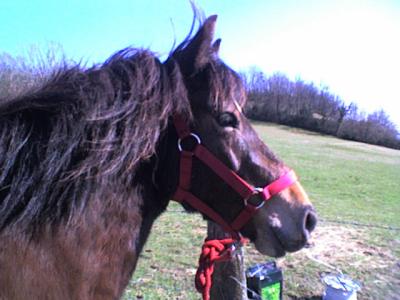 Photo de profil de larandoneuse