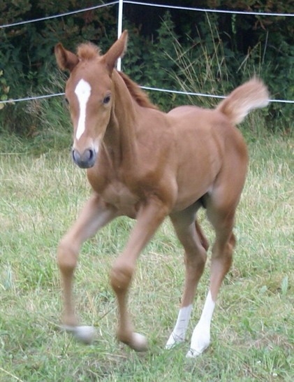Photo de profil de olea