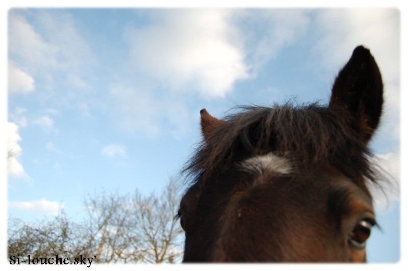 Photo de profil de piyoko