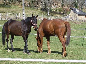 Photo de profil de polichinelle