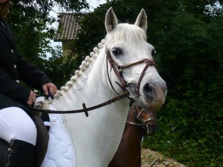 Photo de profil de poney-01