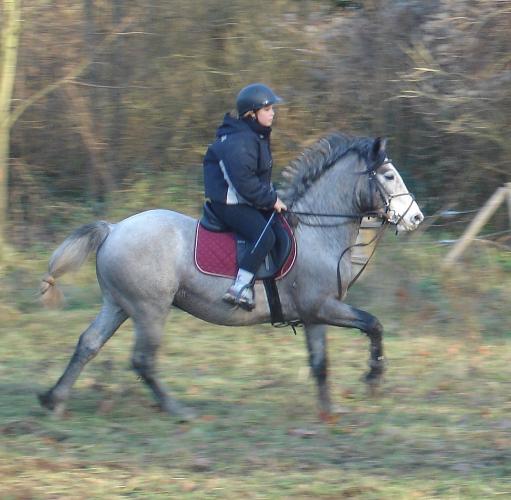 Photo de profil de templadopony78
