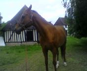 Photo de profil de welsh-love27