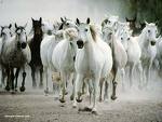 Photo de profil de audr-hey-cheval