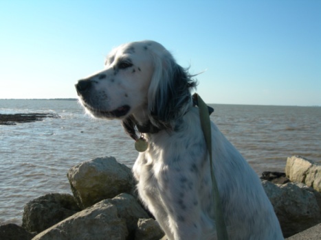 Photo de profil de letchi
