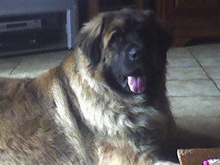 Photo de profil de mambo54