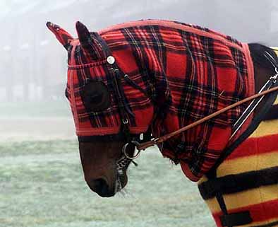 Photo de profil de melledada