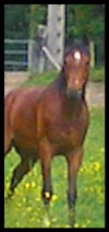 Photo de profil de orhus