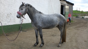 Photo de profil de pupuce17301