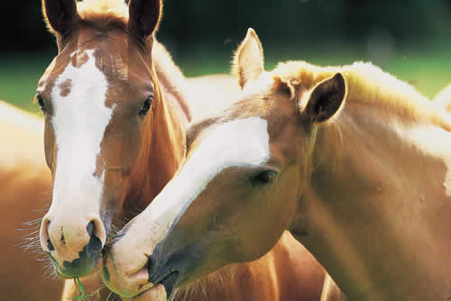 Photo de profil de sandyangel